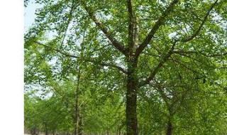 银杏树怎么买啊！价格多少 银杏树25公分价格