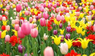 锦州世博园2023开放时间及门票 沈阳世博园门票