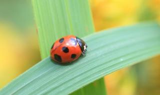 南瓜病虫害图谱及防治方法 西瓜病虫害