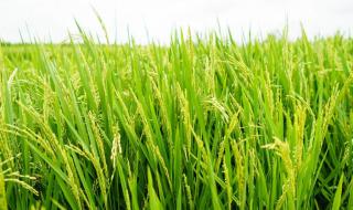 水稻病虫害防治 水稻病虫害防治