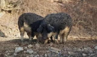 猪是哪个国家国宝 猪是哪个国家的国宝