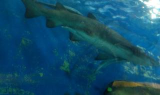 圣亚海洋世界游玩攻略 圣亚海洋世界游玩攻略