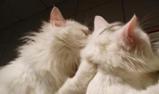 新浪邮箱无法登陆